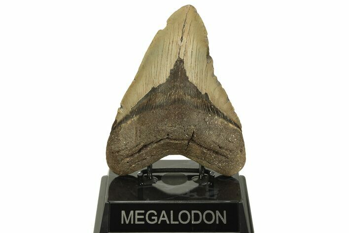 Fossil Megalodon Tooth - North Carolina #219945
